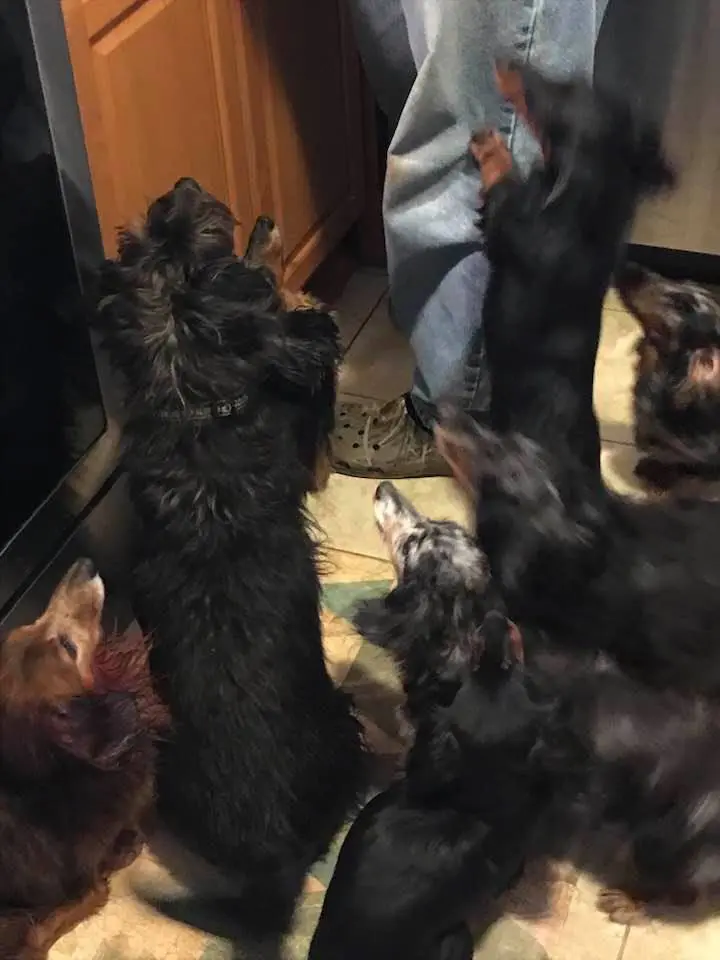 Several cats reaching up eagerly indoors.