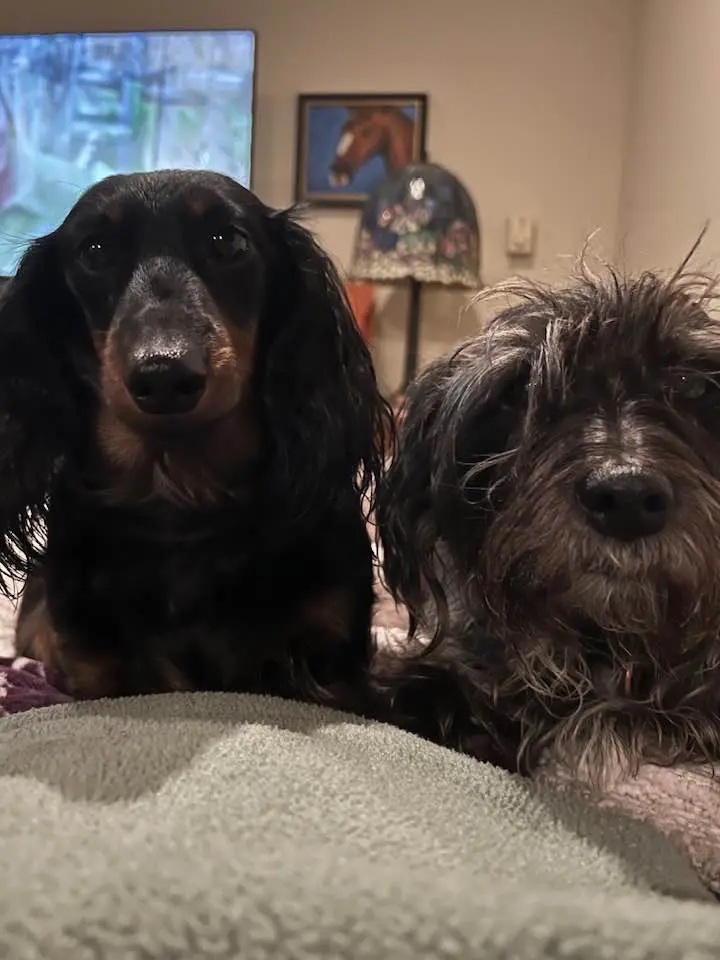 Two dogs sitting close together indoors, one with sleek black fur and the other with shaggy gray fur.