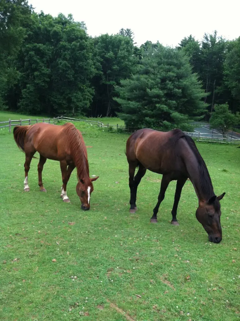 Two horses grazing peacefully on a green field near trees.
