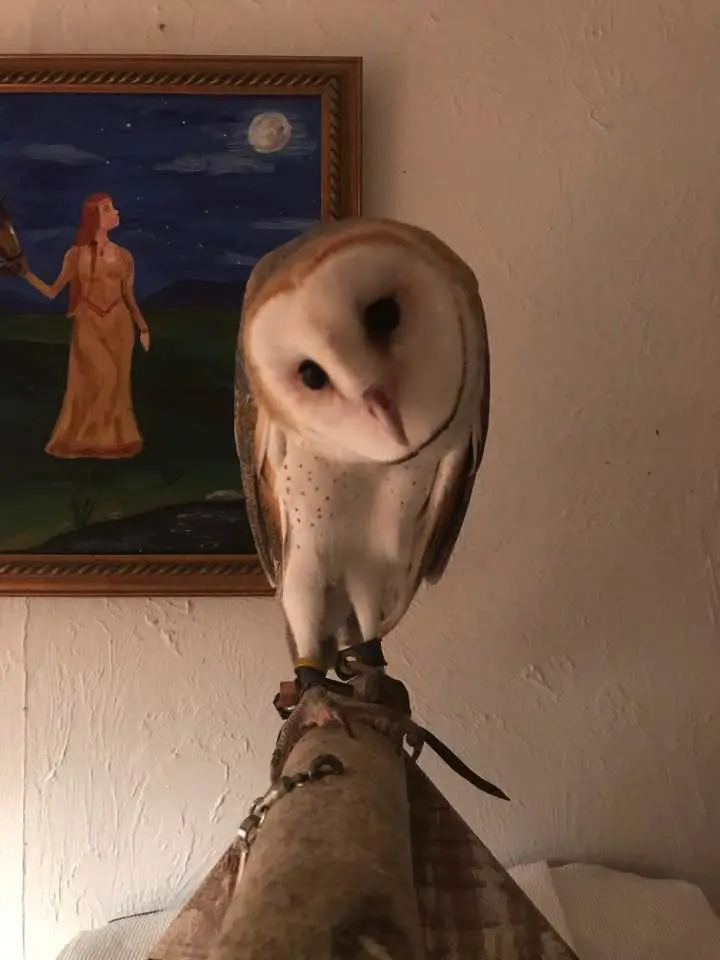 A barn owl perched indoors near a painting on the wall.